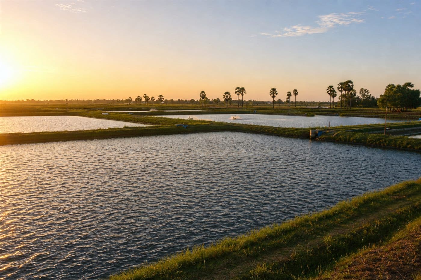 Aquaculture ponds at a fish farm